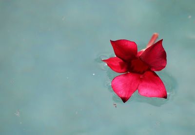 Close-up of pink flower