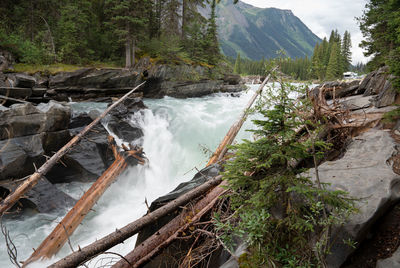 Scenic view of waterfall in forest