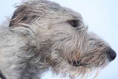 Close-up portrait of dog against sky