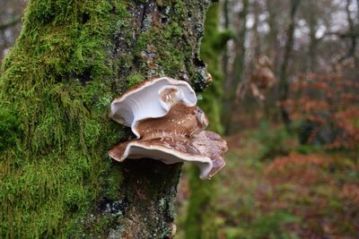 Close-up of a mushrooms