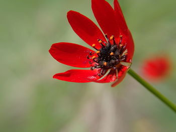 Close-up of red flower blooming outdoors