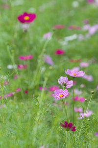 Close-up of pink cosmos flowers blooming in field