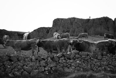 Horses on rock against clear sky