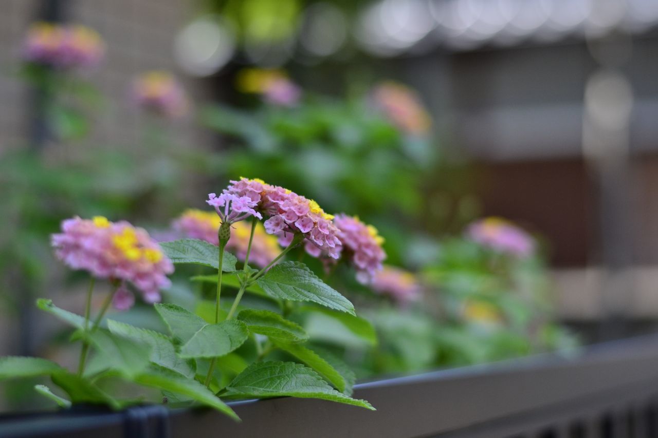 flower, focus on foreground, growth, freshness, plant, fragility, close-up, petal, selective focus, leaf, nature, beauty in nature, flower head, building exterior, blooming, day, outdoors, architecture, built structure, no people