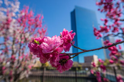 Close-up of pink cherry blossom against building