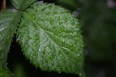 Close-up of wet plant leaves during rainy season