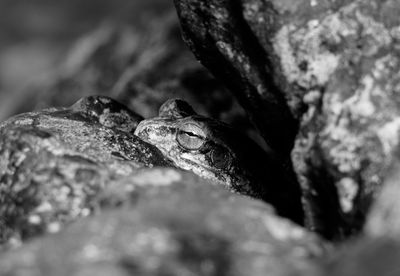 Close-up of frog on rock