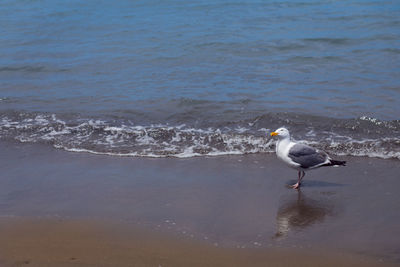 Seagull perching on a beach