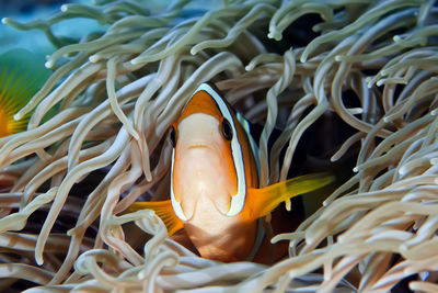 Close-up of fish swimming in sea