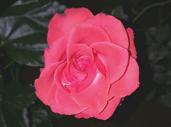 Close-up of rose blooming outdoors