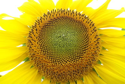 Close-up of sunflower