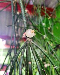 Close-up of plant against blurred background