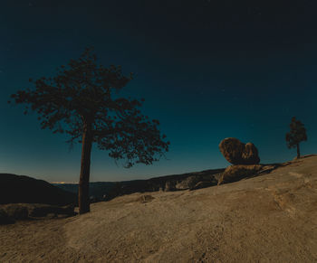 Low angle view of trees on field against sky at night