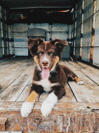 Portrait of dog sitting on floor