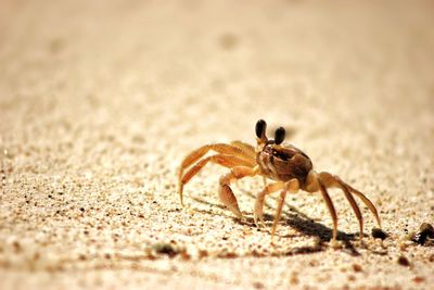 Close-up of spider on sand