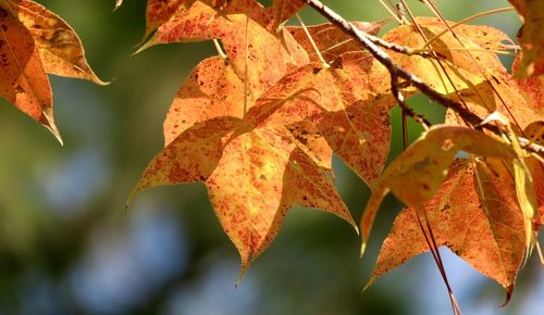 Close-up of maple leaves on branch