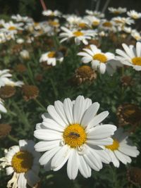 Close-up of daisies blooming outdoors