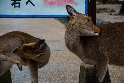 Sheep standing in zoo