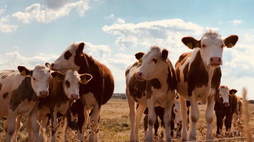 High angle view of cows on field