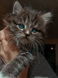 Close-up portrait of cat