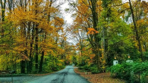 Road amidst trees in forest during autumn