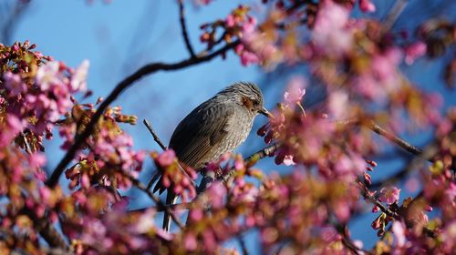 Low angle view of bird perching on tree