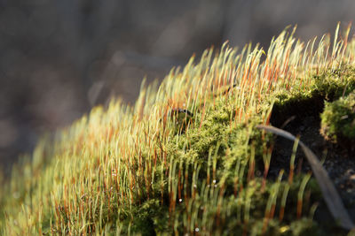 Close-up of crops growing on field