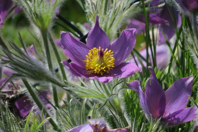 Close-up of pink flowering plants