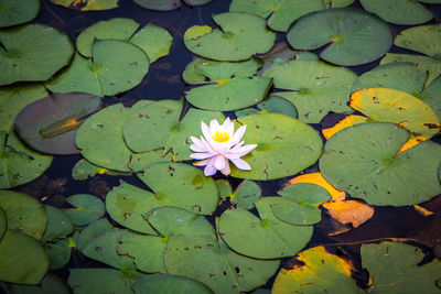 High angle view of lotus water lily in pond