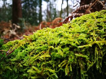 Close-up of moss growing on tree trunk