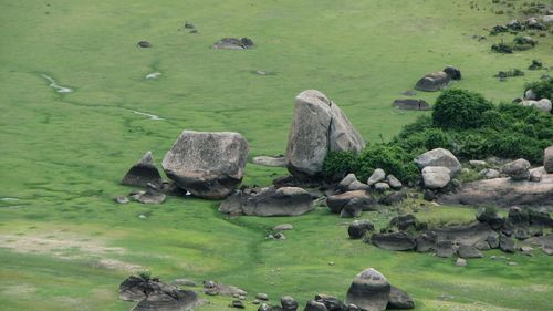 Flock of sheep on rock by sea