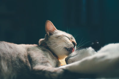 Close-up of cat sleeping