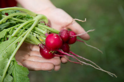 Close-up of hand holding fresh radishes