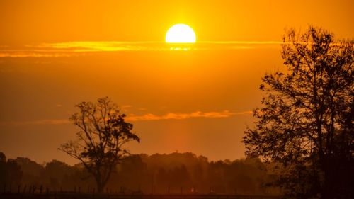 Silhouette trees on field against orange sky