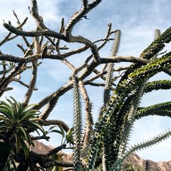 Low angle view of plants against sky