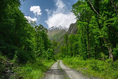 Road amidst trees in forest against sky