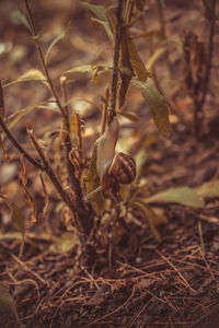 Close-up of dry plant on field