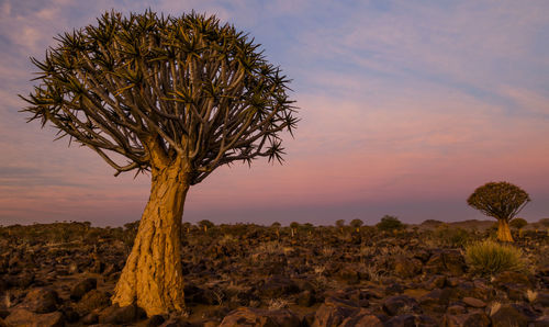 Tree on field against sky during sunset