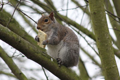 Low angle view of squirrel on tree