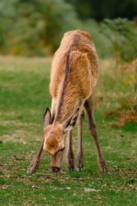 Horse standing on field