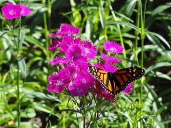 Close-up of butterfly perching on flower