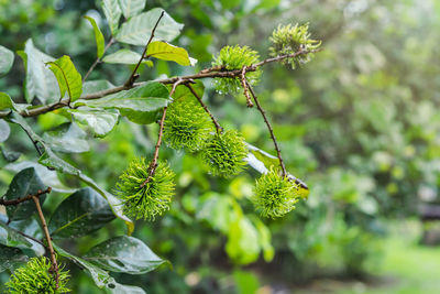 Young green rambutan fruits on garden plants with water droplets on surfaces and leaves 