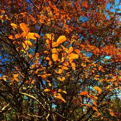 Low angle view of tree against orange sky