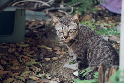 Portrait of a cat on field