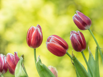 Close-up of red flowering plants