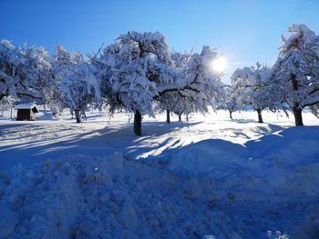 Snow covered trees against sky