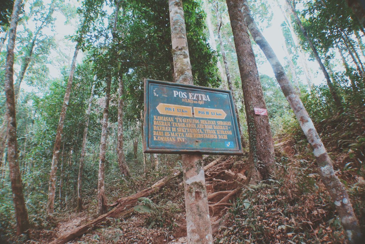 tree, text, western script, communication, tree trunk, information sign, forest, sign, growth, non-western script, nature, warning sign, capital letter, guidance, information, tranquility, woodland, branch, road sign, day
