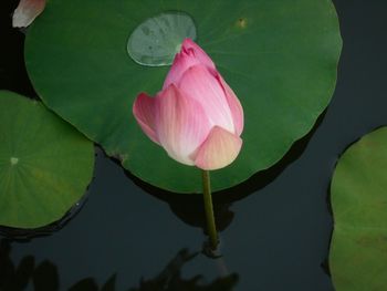 Close-up of lotus water lily in pond