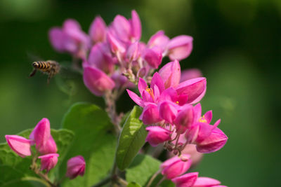 Close-up of insect on pink flower