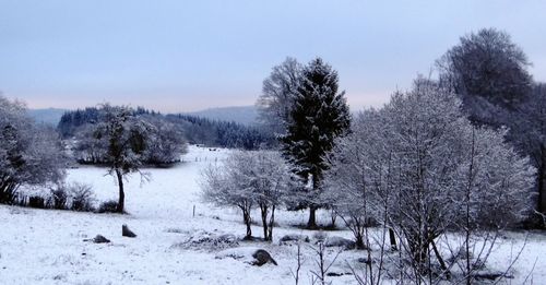 Trees on snow covered landscape